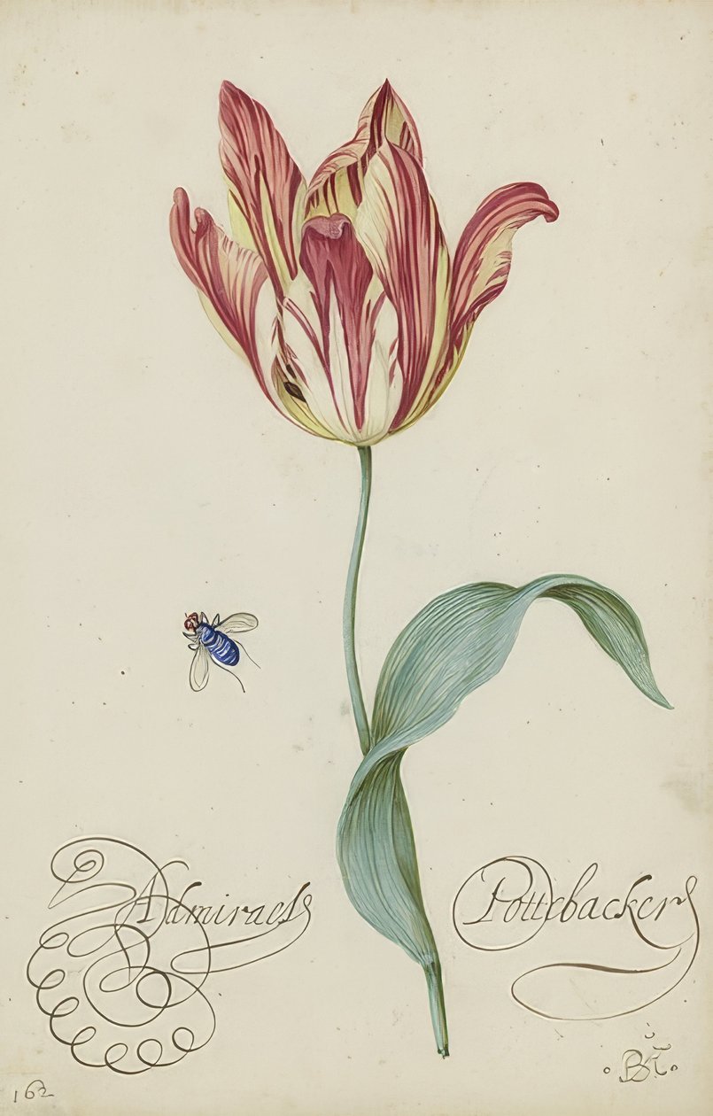 Studie av en tulipan og en flue. 1620-29 av Balthasar van der Ast