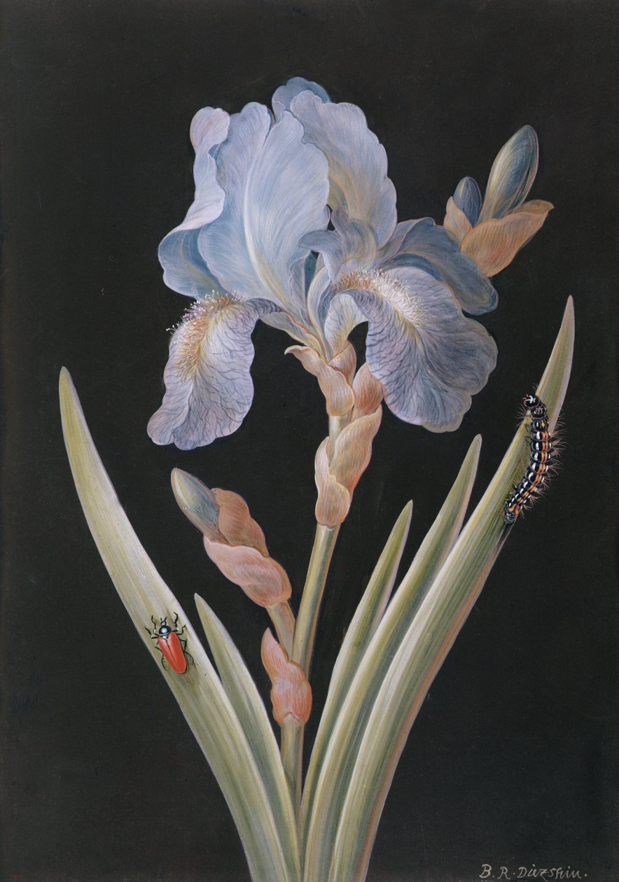 PD.328-1973 Iris germanica med larve og bille (gouache på vellum) av Barbara Regina Dietzsch
