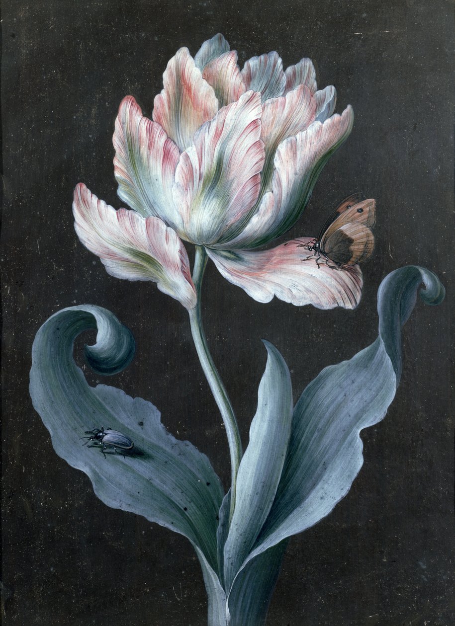 Papegøye tulipan med sommerfugl og bille (gouache) av Barbara Regina Dietzsch