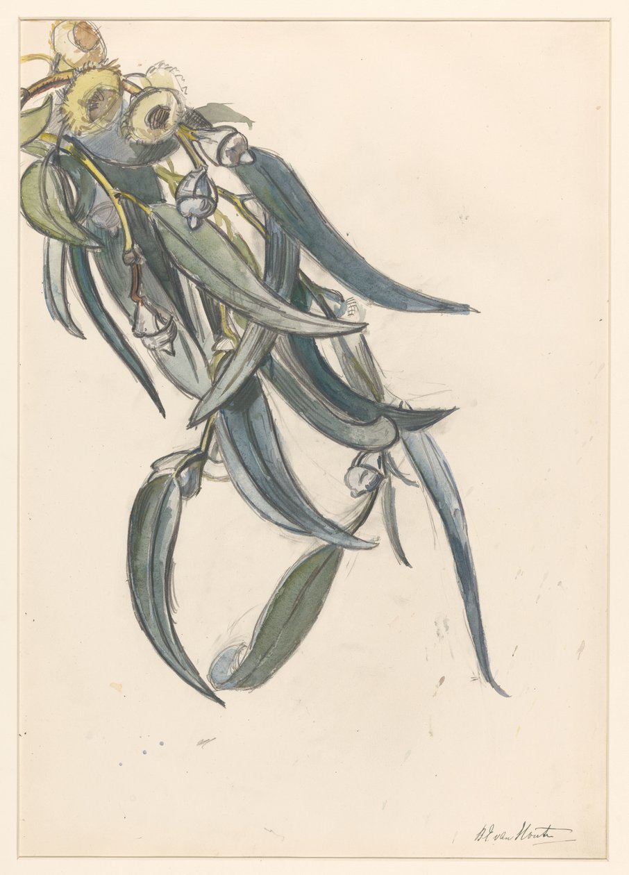 Blomstrende gren av en eukalyptus av Barbara Elisabeth van Houten