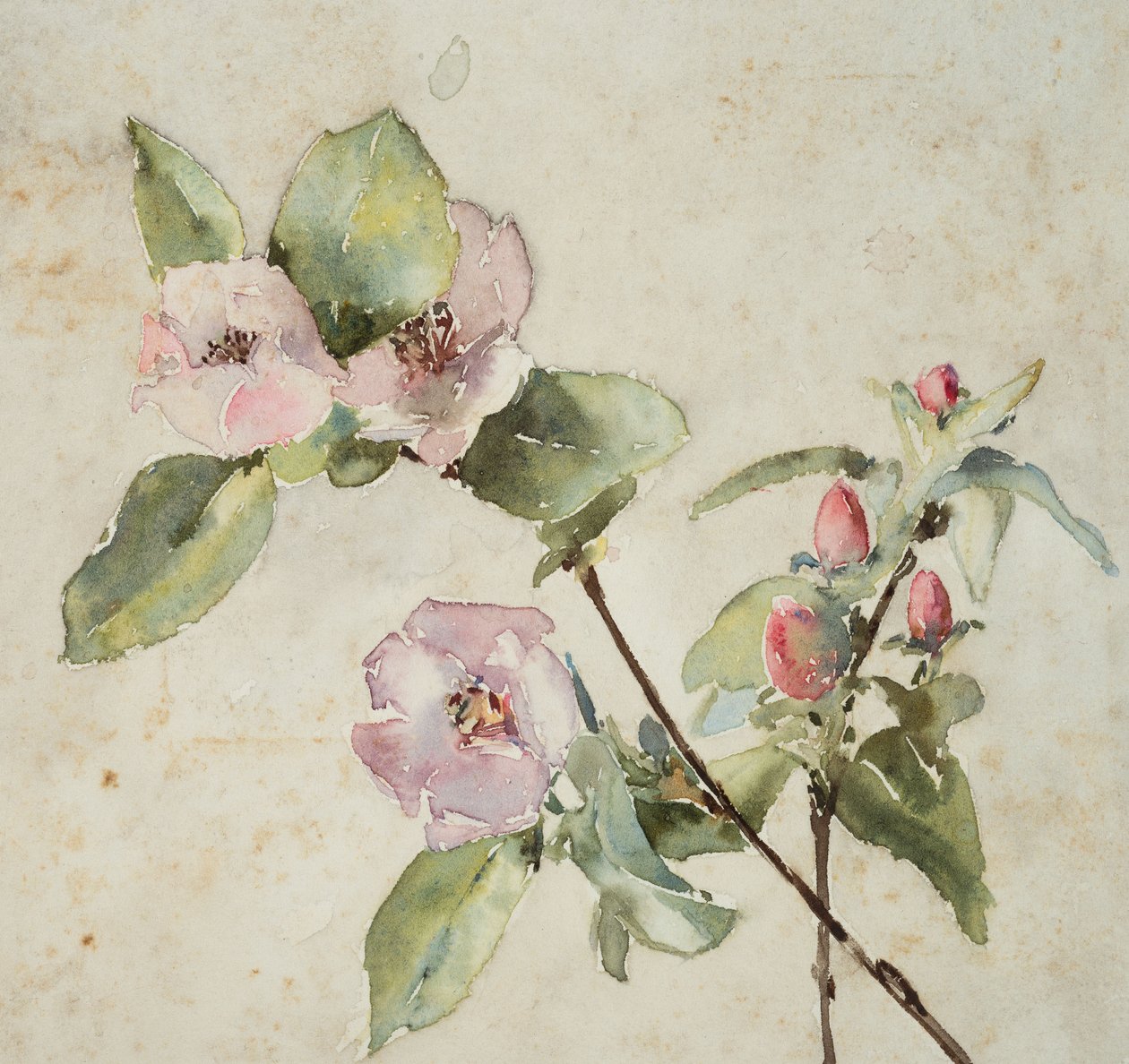 Grener av rosa blomster (akvarell på papir) av Barbara Leigh Smith Bodichon