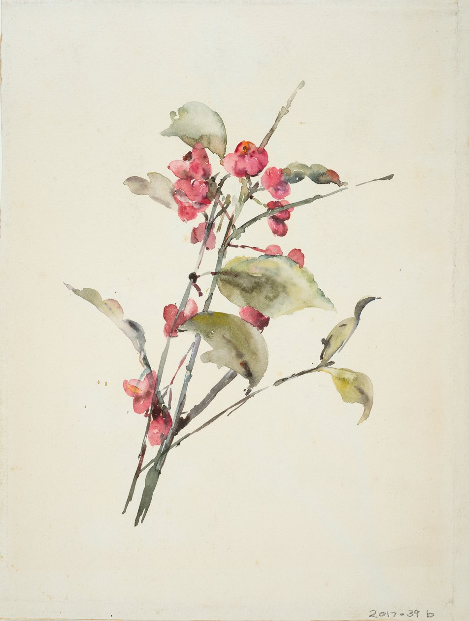 Rosa blomster (akvarell på papir) av Barbara Leigh Smith Bodichon
