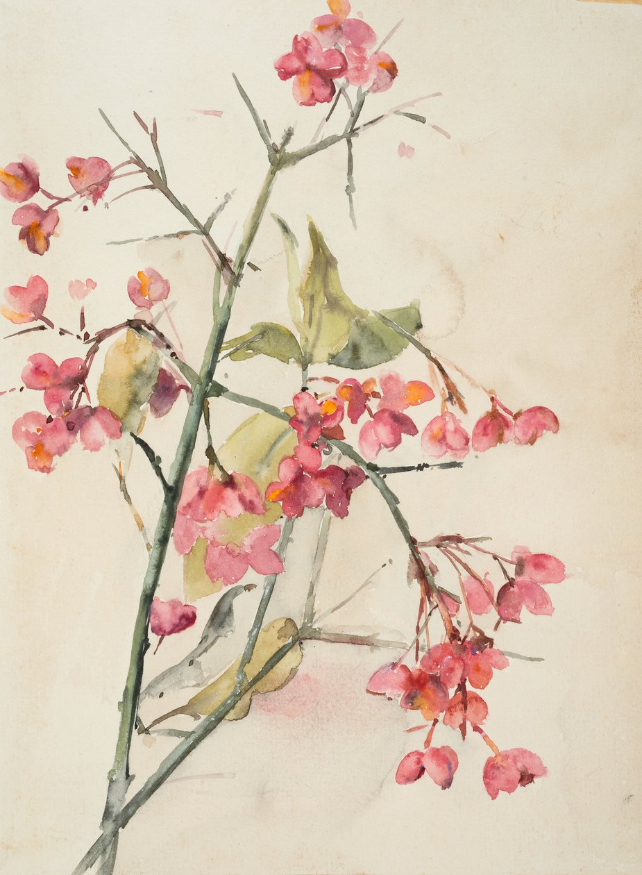 Rosa blomster (akvarell på papir) av Barbara Leigh Smith Bodichon