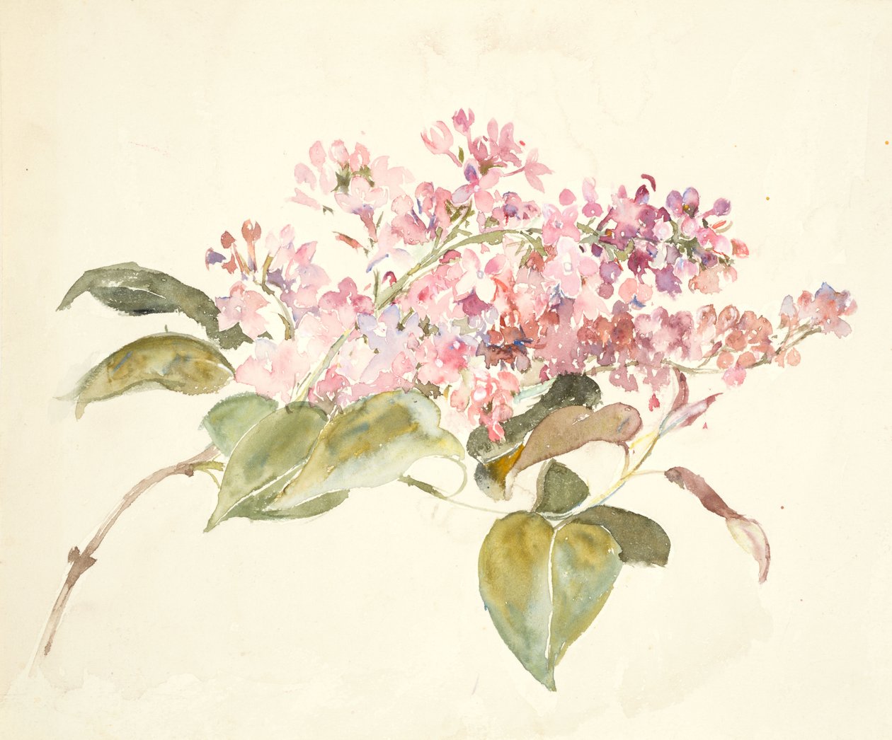 Rosa blomster (akvarell på vevd papir) av Barbara Leigh Smith Bodichon