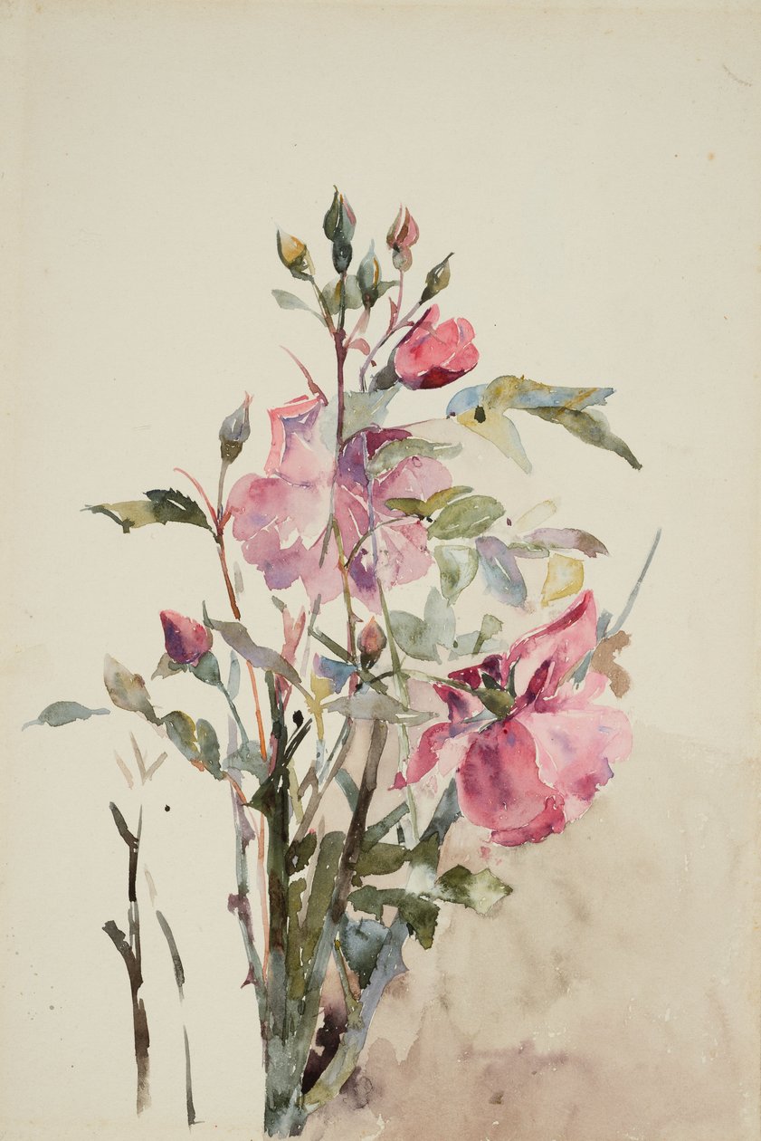 Rosa blomsterstengler (akvarell på papir) av Barbara Leigh Smith Bodichon