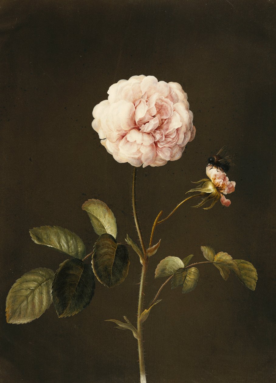 En Gallica Rose med en humle, av Barbara Regina Dietzsch