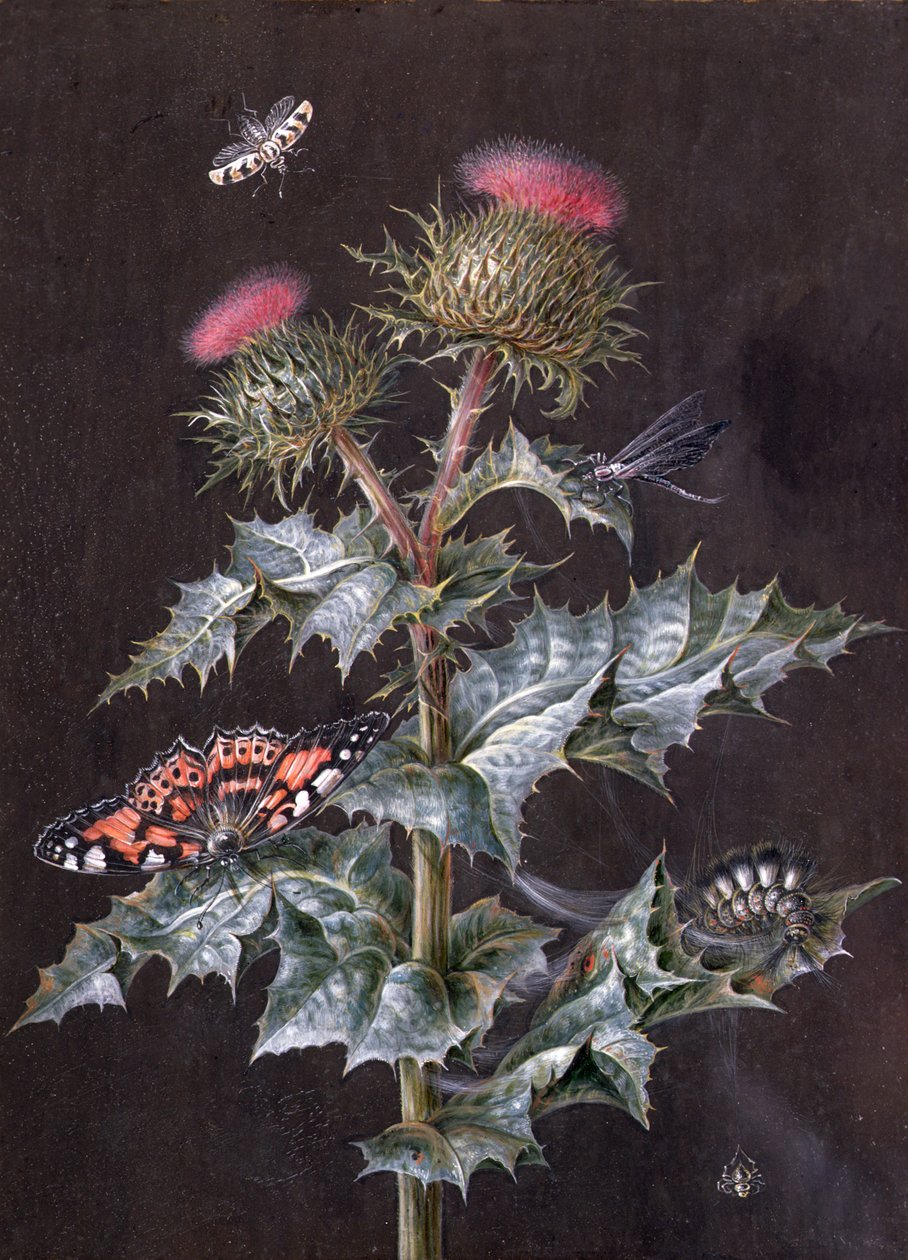 En studie av en tistel med insekter (gouache) (se også 51756) av Barbara Regina Dietzsch