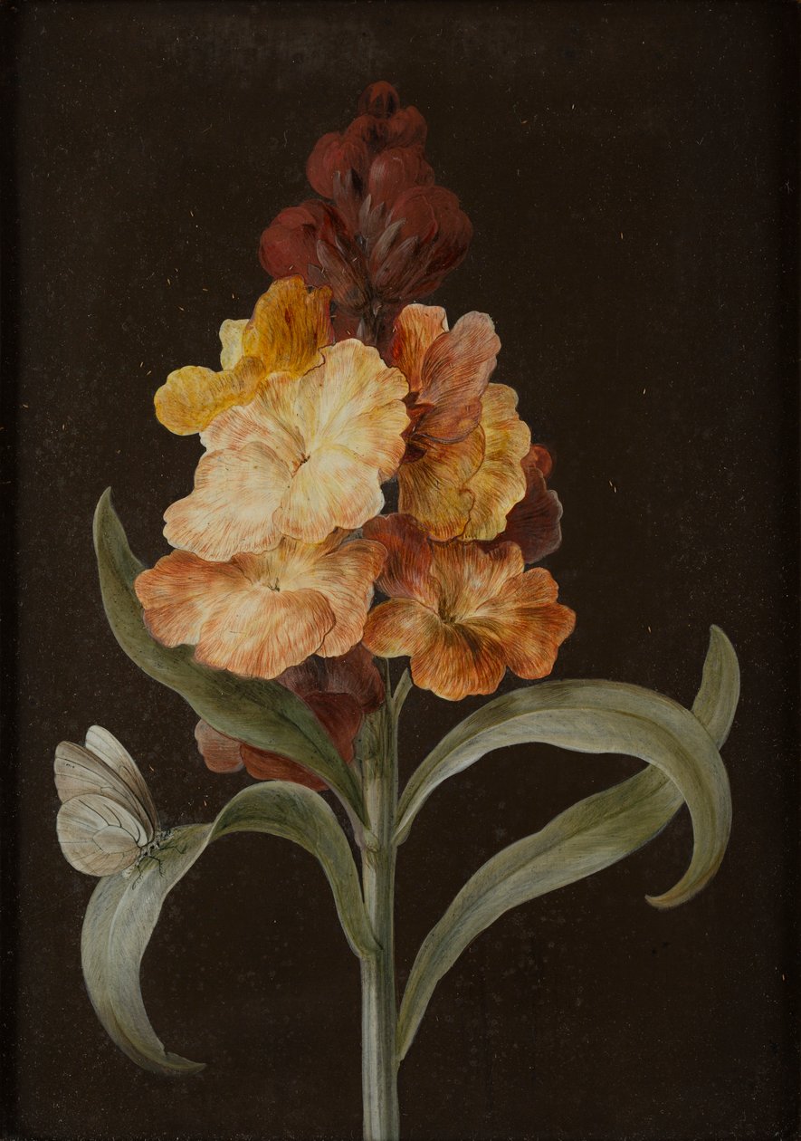 Sett med fire stilleben med sommerfugler (gouache på papir lagt på panel) av Barbara Regina Dietzsch