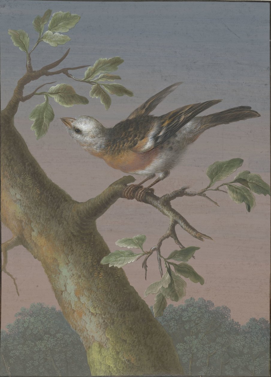 Snow Bunting Fire gouacher av fugler (serietittel) av Barbara Regina Dietzsch