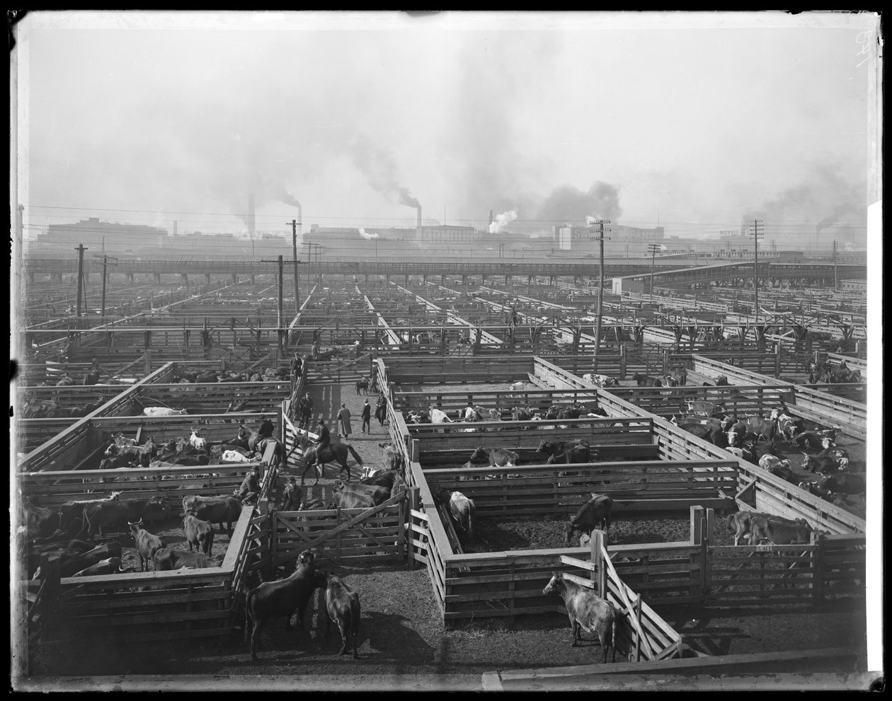 Storfebinger ved Union Stock Yards, Chicago, Illinois, USA, ca. 1900 (s/hvitt-bilde) av Barnes and Crosby