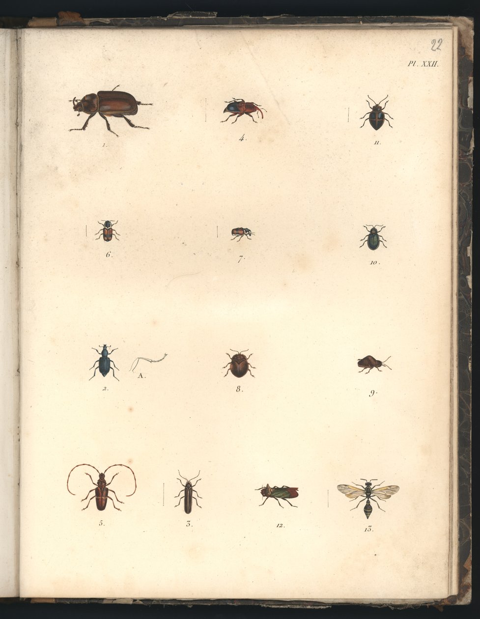 Beetles and Wasps, Pl.XXII, illustrasjon fra 