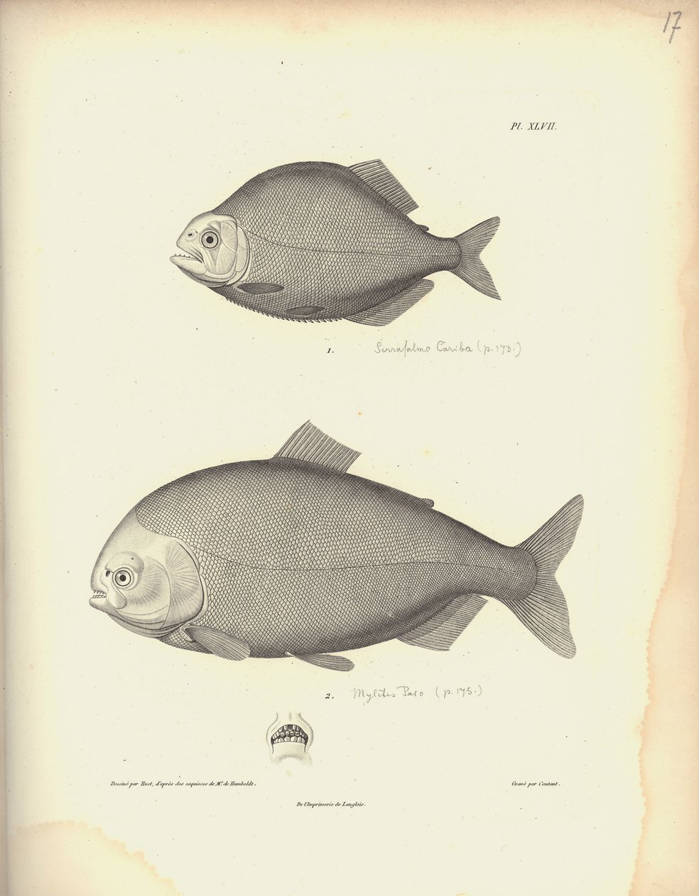Characidae, Pl. XLVII, stål gravert av Coutant etter en gravering av Nicola Huet (1770-1827), illustrasjon fra 'Samling av observasjon av zoologi og komparativ anatomi, andre del', av Al. V. av Baron Friedrich Alexander von Humboldt