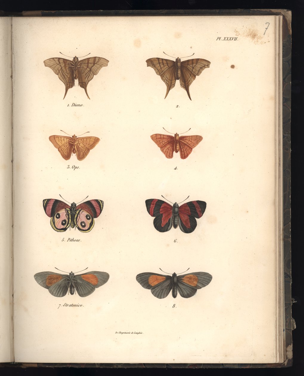 Lepidoptera, Pl. XXXVII, illustrasjon fra 