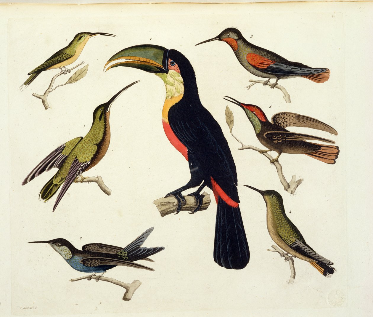 Innfødte fugler, inkludert tukanen (i midten), Amazonas, Brasil, fra 