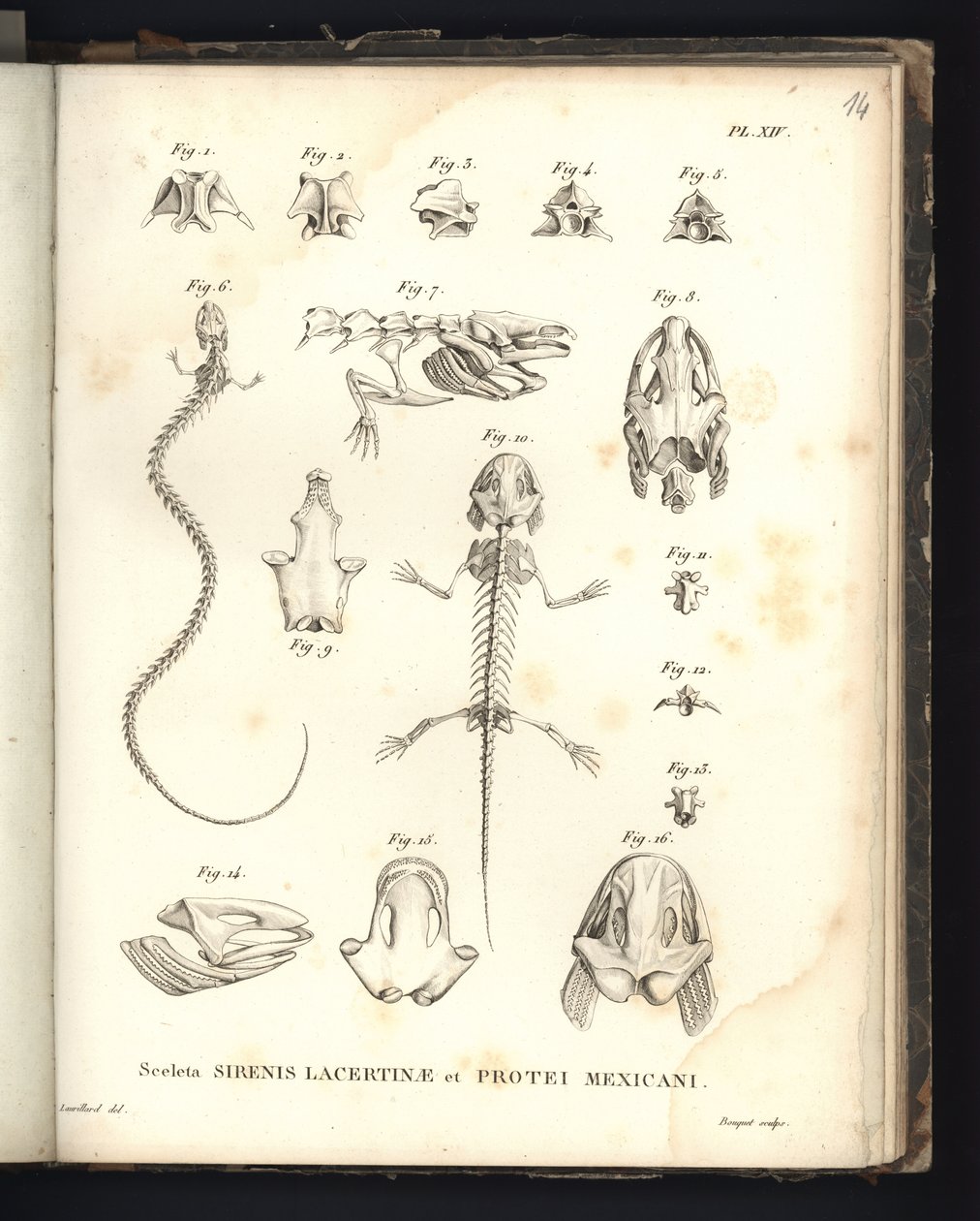 Skjelettene til Strenis Lizard og Proteus fra Mexico, plate XIV, Osteology of the Sirenomelia and Axolotl av Baron Friedrich Alexander von Humboldt