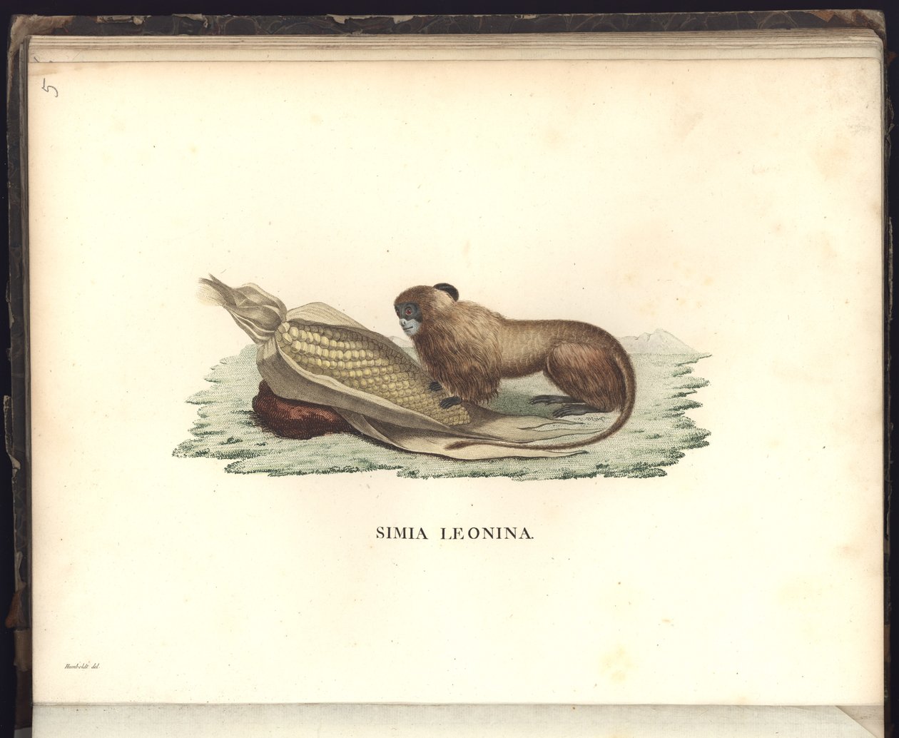 Simia leonina, Pl.V, illustrasjon fra, Observasjoner fra zoologi og komparativ anatomi samlet på en reise til de tropiske landene på det nye kontinentet, i årene 1799, 1800, 18 av Baron Friedrich Alexander von Humboldt