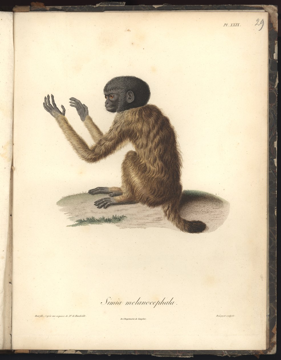 Simia melanocephala, Pl. XXIX, stål gravert av Louis Bouquet (1765-1814) etter en gravering av Nicola Huet (1770-1827), illustrasjon fra Recueil dobservation de zoologie et danatomie comparee, fait av Baron Friedrich Alexander von Humboldt