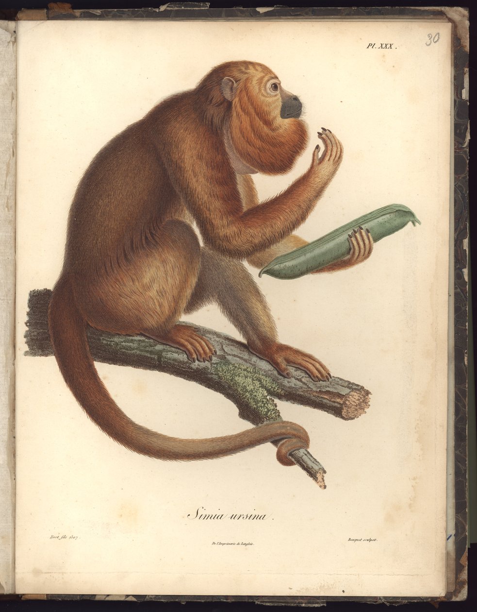 Simia ursina, Pl.XXX, illustrasjon fra kompendium over observasjon av zoologi og komparativ anatomi, laget i Atlanterhavet, i det indre av det nye kontinentet og i Sørsjøen i løpet av årene av Baron Friedrich Alexander von Humboldt