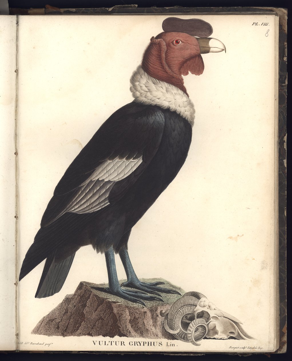 The Male Condor (Vultur gryphus, LIN.), Pl.VIII, illustrasjon fra 