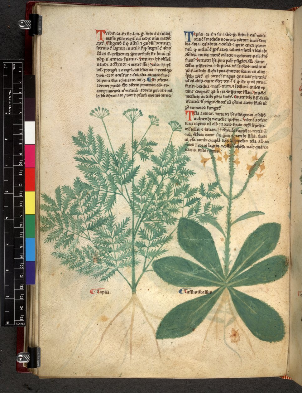 Egerton 747 f.101v Treatise on Herbs, c.1280-1310 (blekk og farge på vellum) av Bartholomaei Mini de Senis