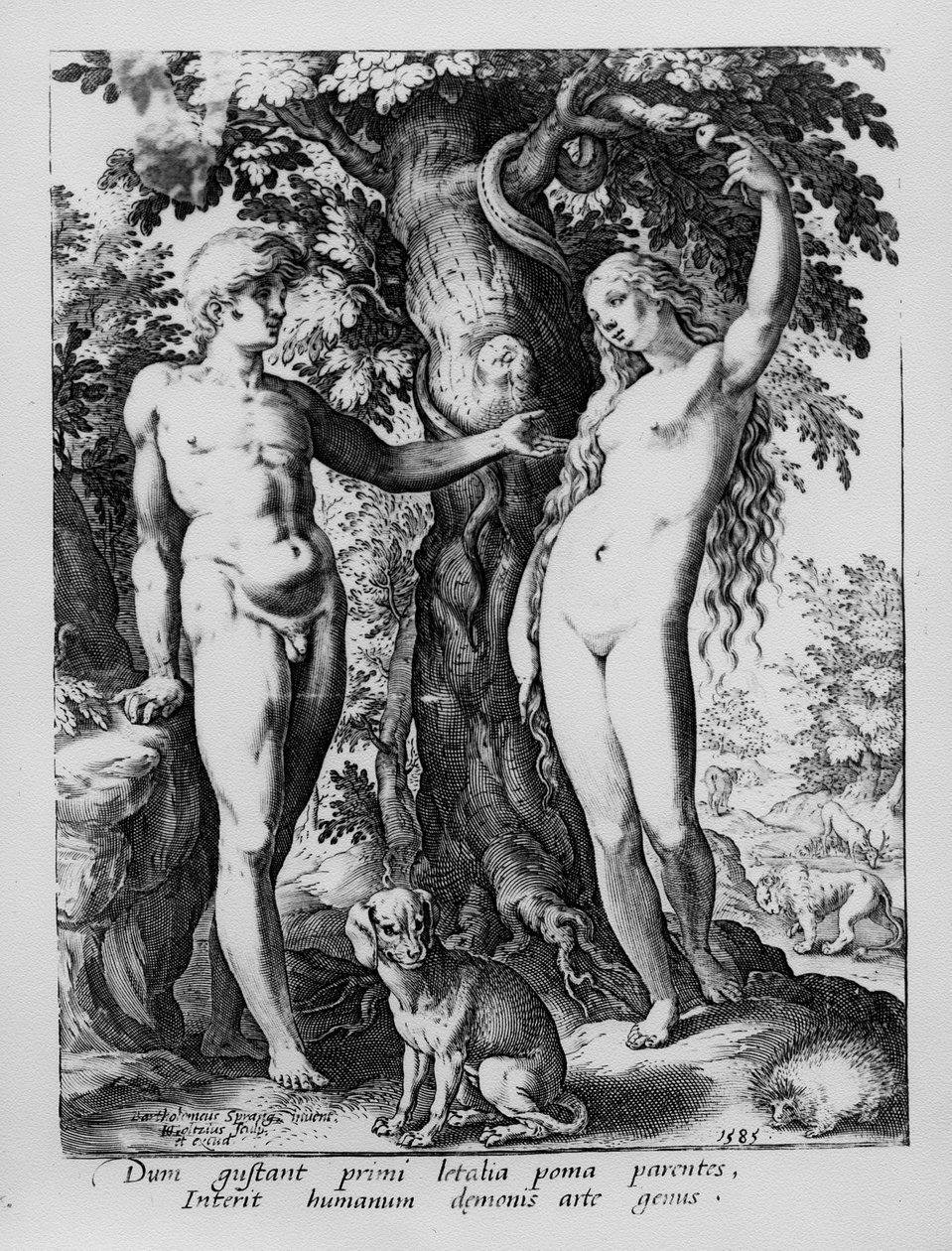 Adam og Eva, gravert av Hendrik Goltzius, 1585 av Bartholomaeus Spranger