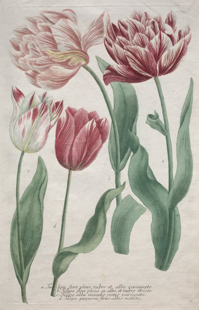 Tulipaner. av Bartholomaus Seutter