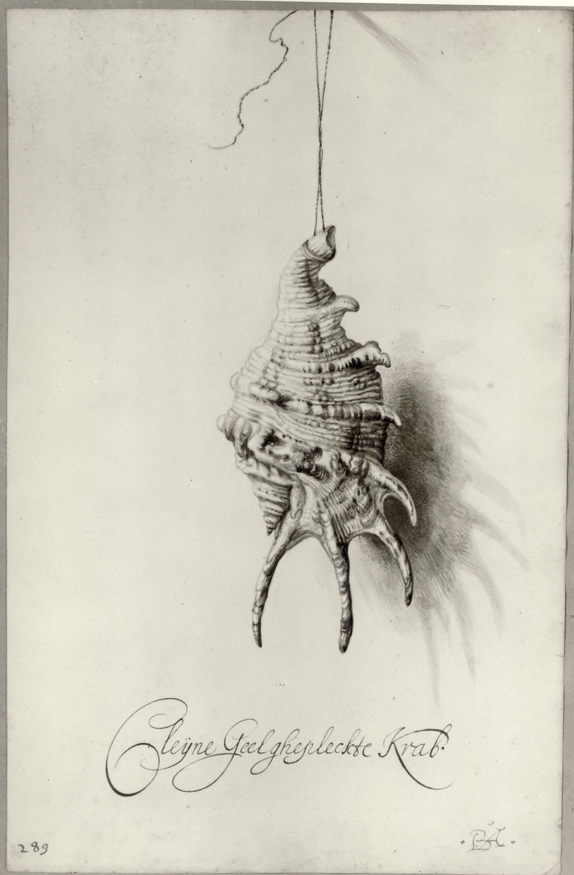  av Bartholomeus Assteyn