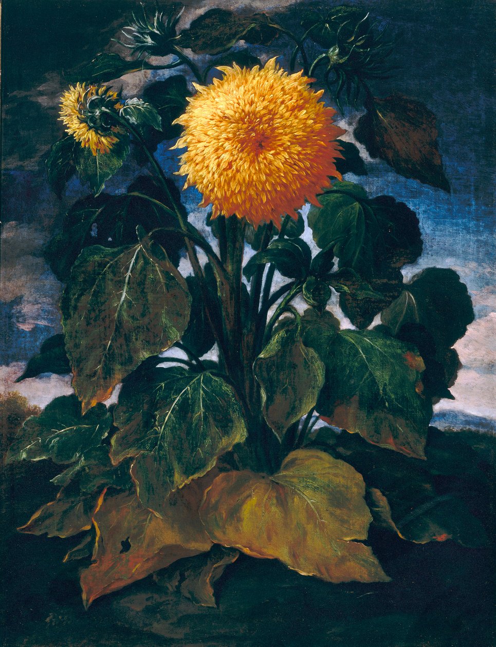 Dobbel solsikke av Bartolomeo Bimbi