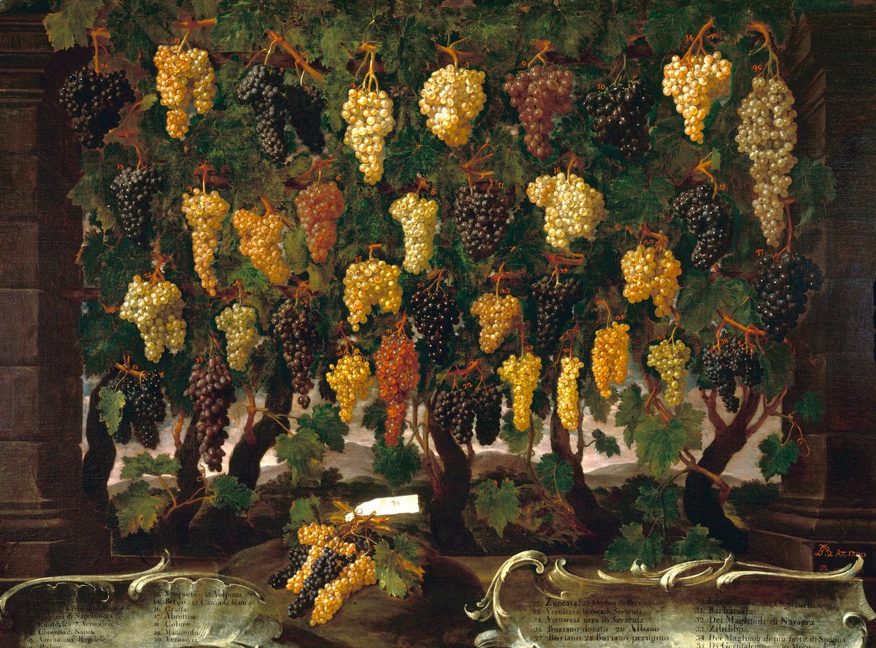 Druer av Bartolomeo Bimbi