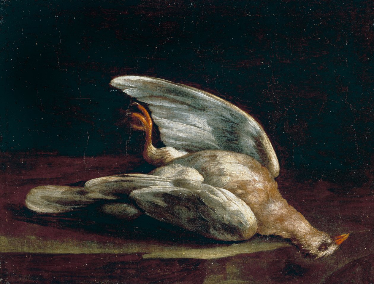 Woodpigeon av Bartolomeo Bimbi