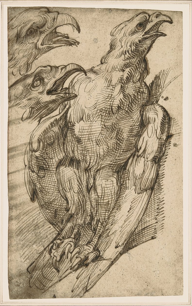 Studie av en ørn av Bartolomeo Passarotti