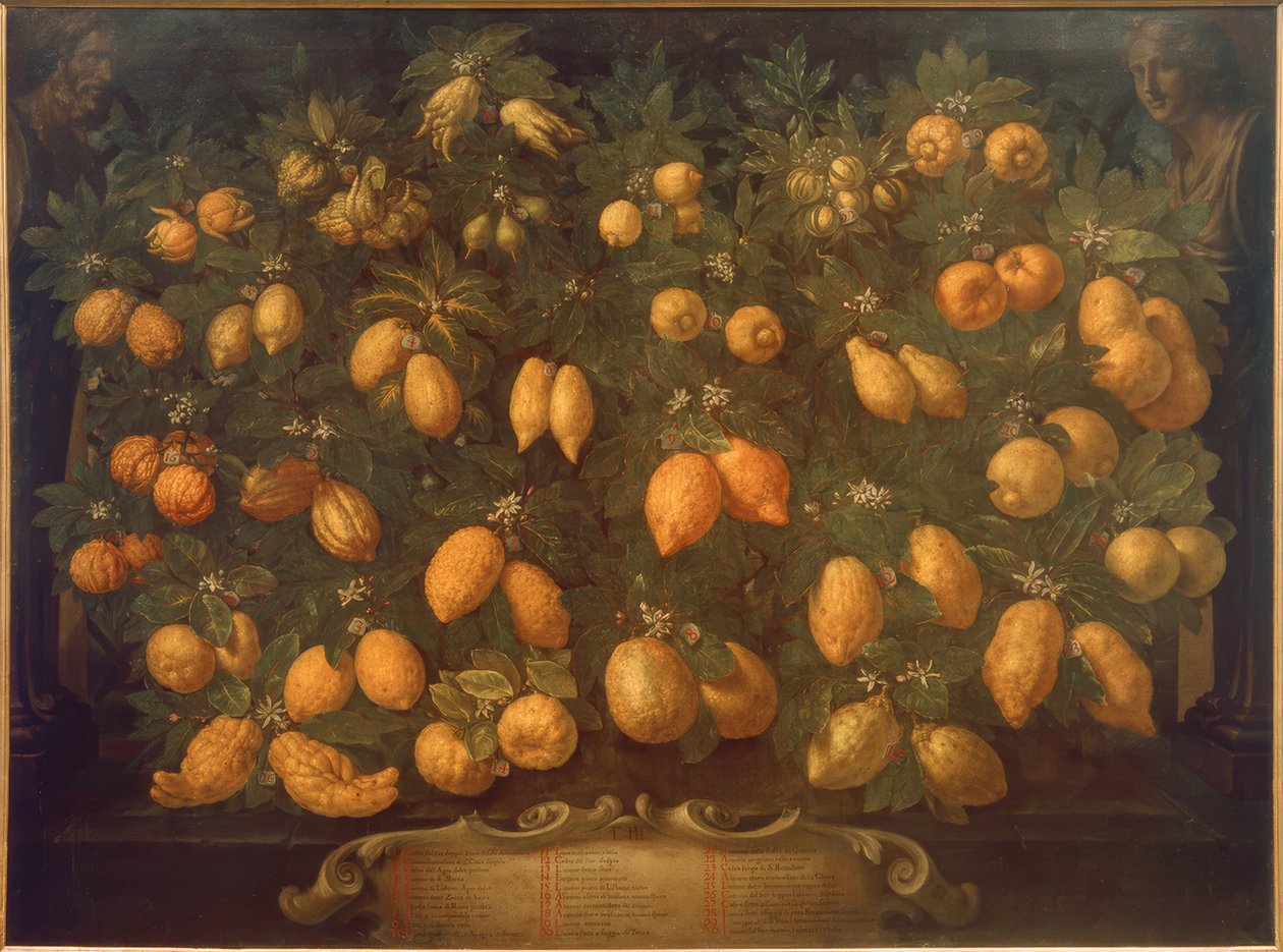 Sitrusfrukter av Bartolomeo Bimbi