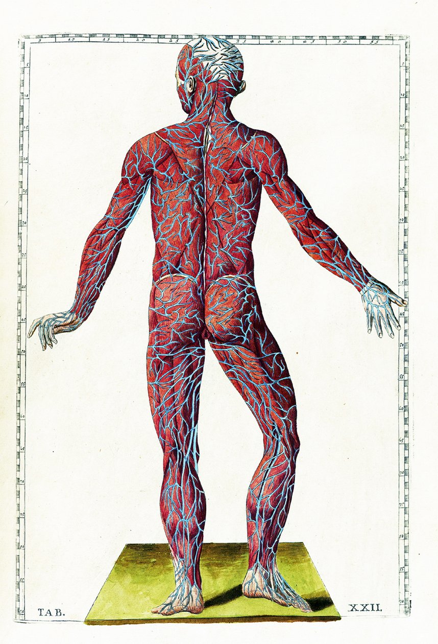  av Bartolomeo Eustachi