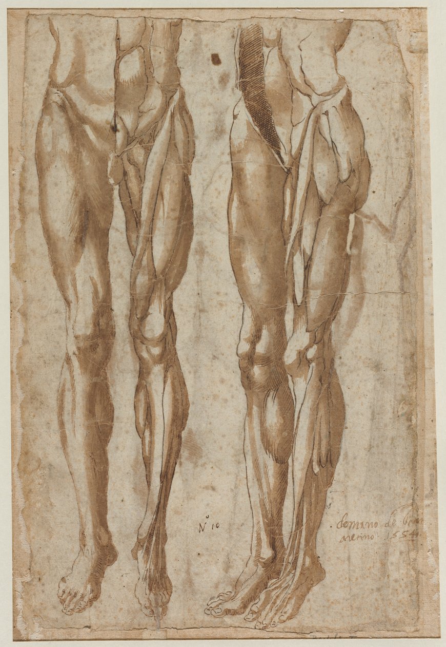 Two Studies of a Flayed Man recto Study of a Flayed Torso verso, 1554. av Bartolommeo da Arezzo