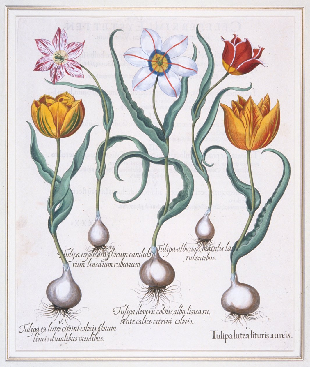 Tulipa Lutea Lituris Aureis, knust gul villtypetulipan, 1613. av Basil Besler