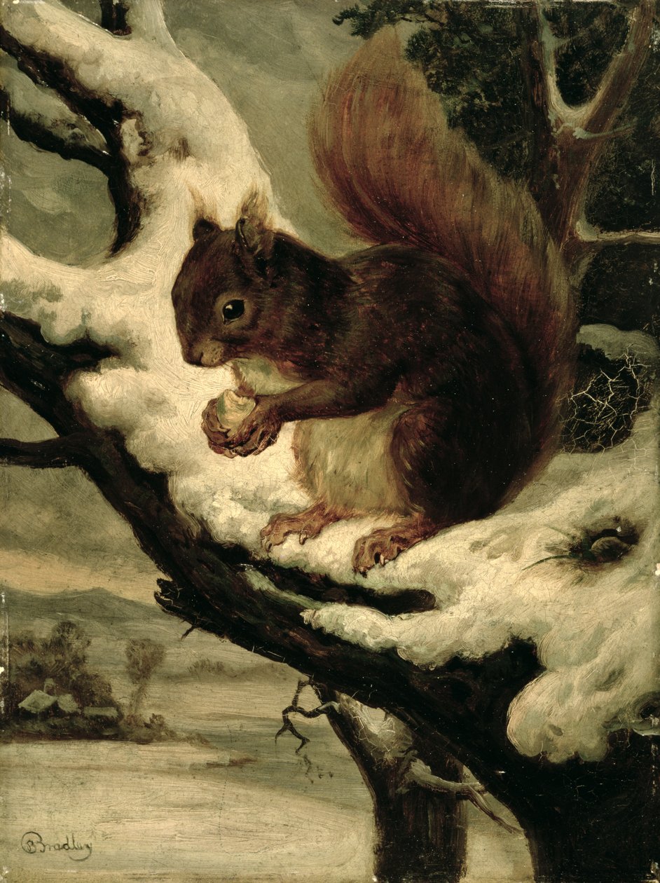 Et rødt ekorn spiser en nøtt (olje på kvernbrett) av Basil Bradley