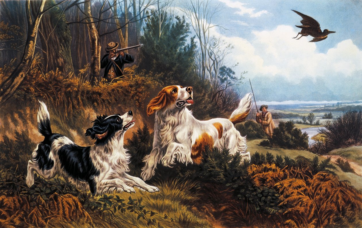 Woodcock jakt av Basil Bradley