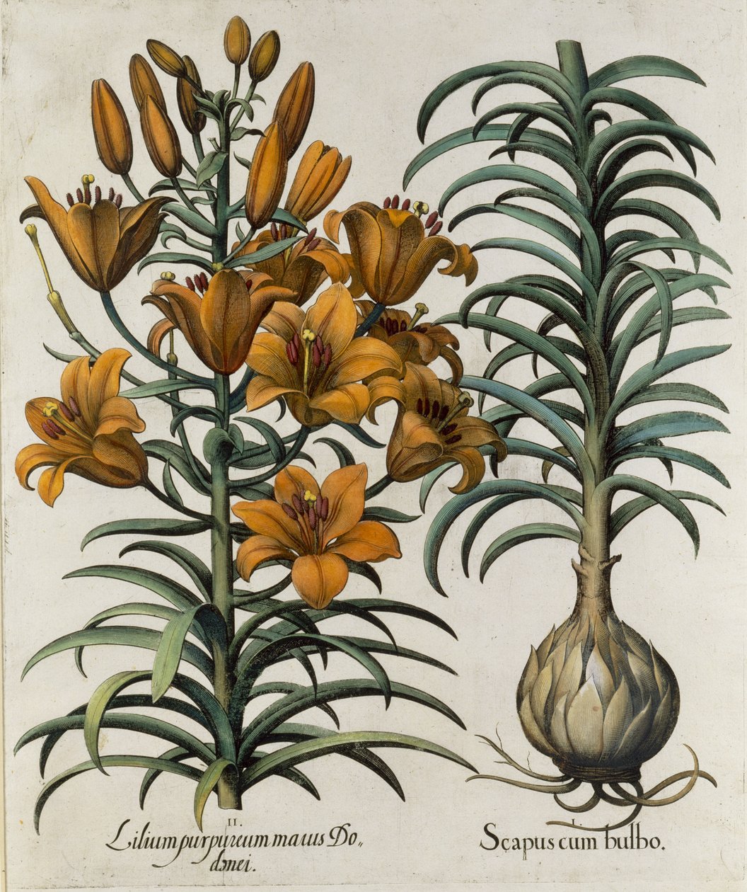 Foretrekker du lilla lilje danei og fil med pære gravert av German School, 1713 av Basilius Besler