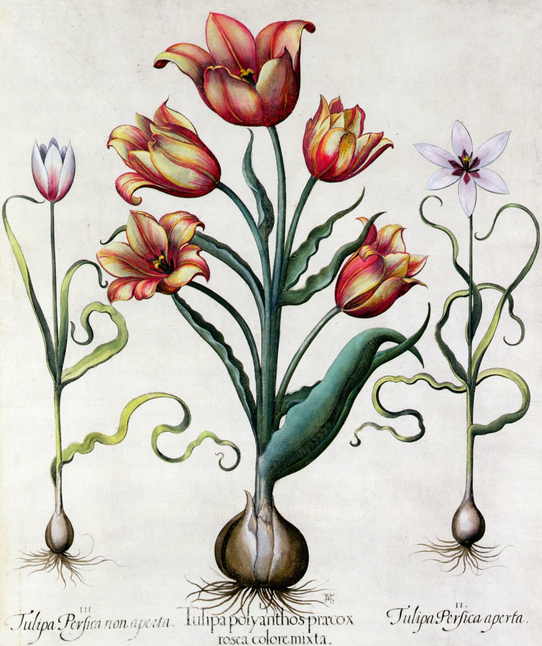 Tulip Perfect No open, Tulip Polyanthos Pracox, Tulip Perfect åpen gravert av German School 1600-tallet av Basilius Besler