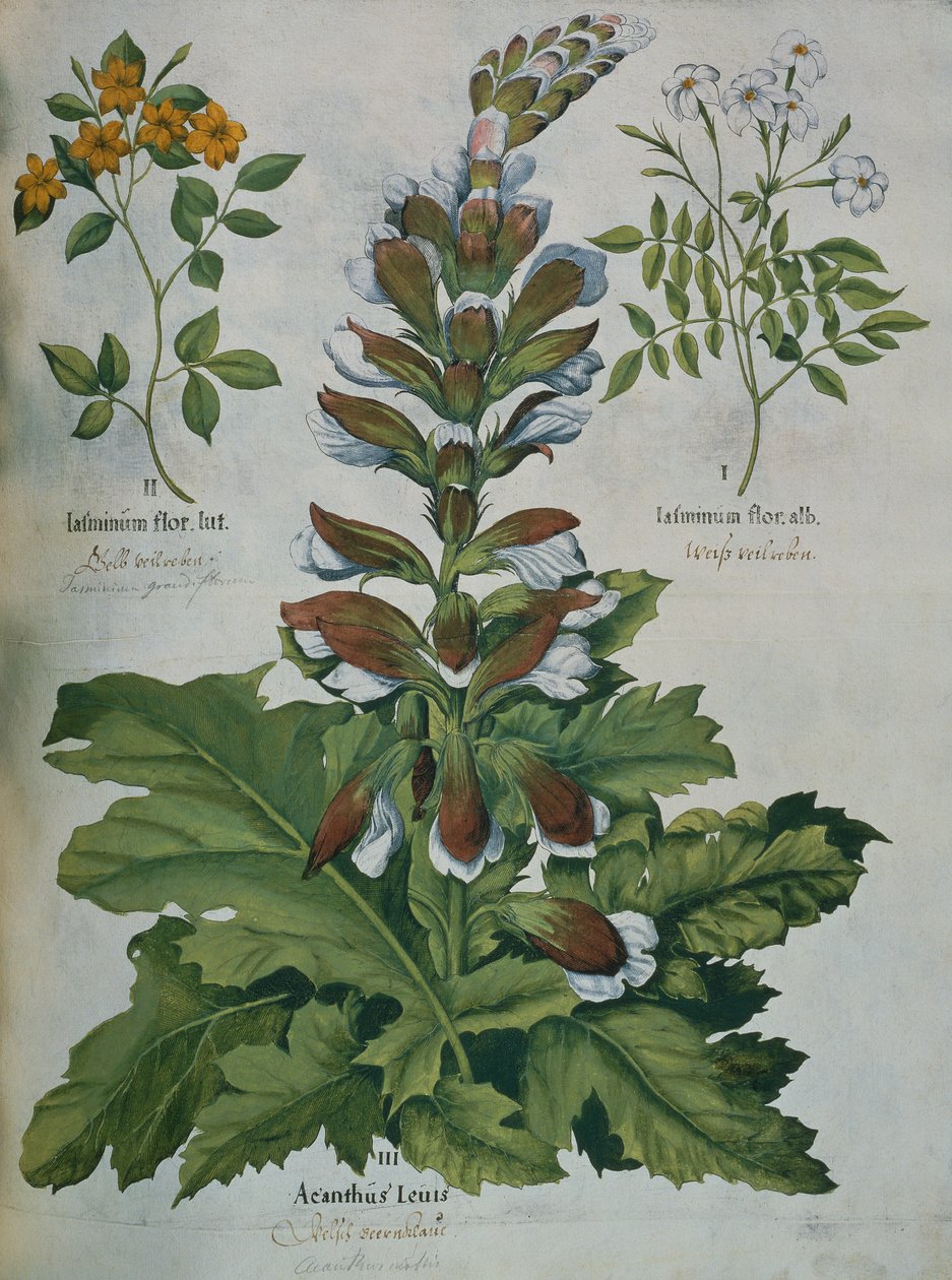 Et blad fra Beslers Hortus Eystettensis (farget gravering) av Basilius Besler