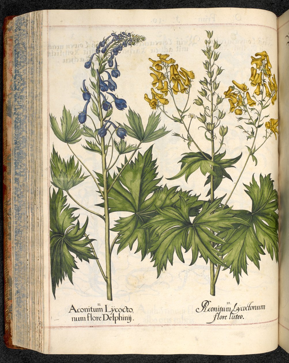 Aconitum lycoctonum (Wolfsbane) fra Hortus Eystettensis, Basilius Besler av Basilius Besler
