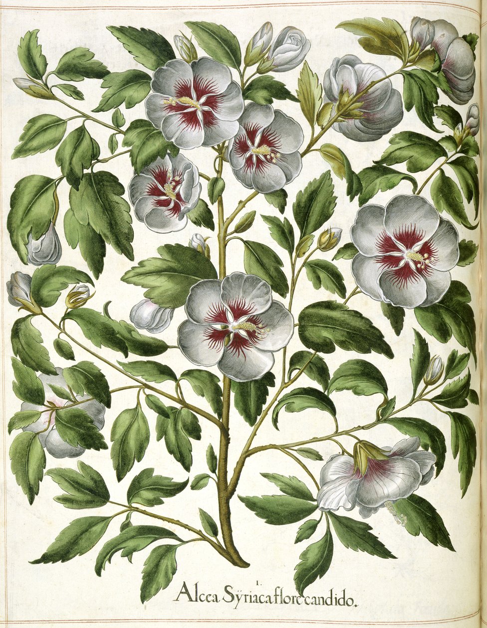 Alcca Syriaca, fra 'Hortus Eystettensis' av Basilius Besler