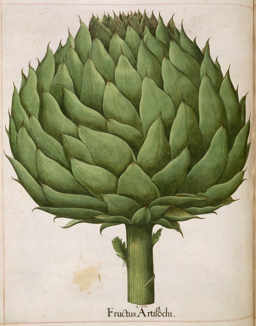 Artisjokk, fra 'Hortus Eystettensis' av Basilius Besler