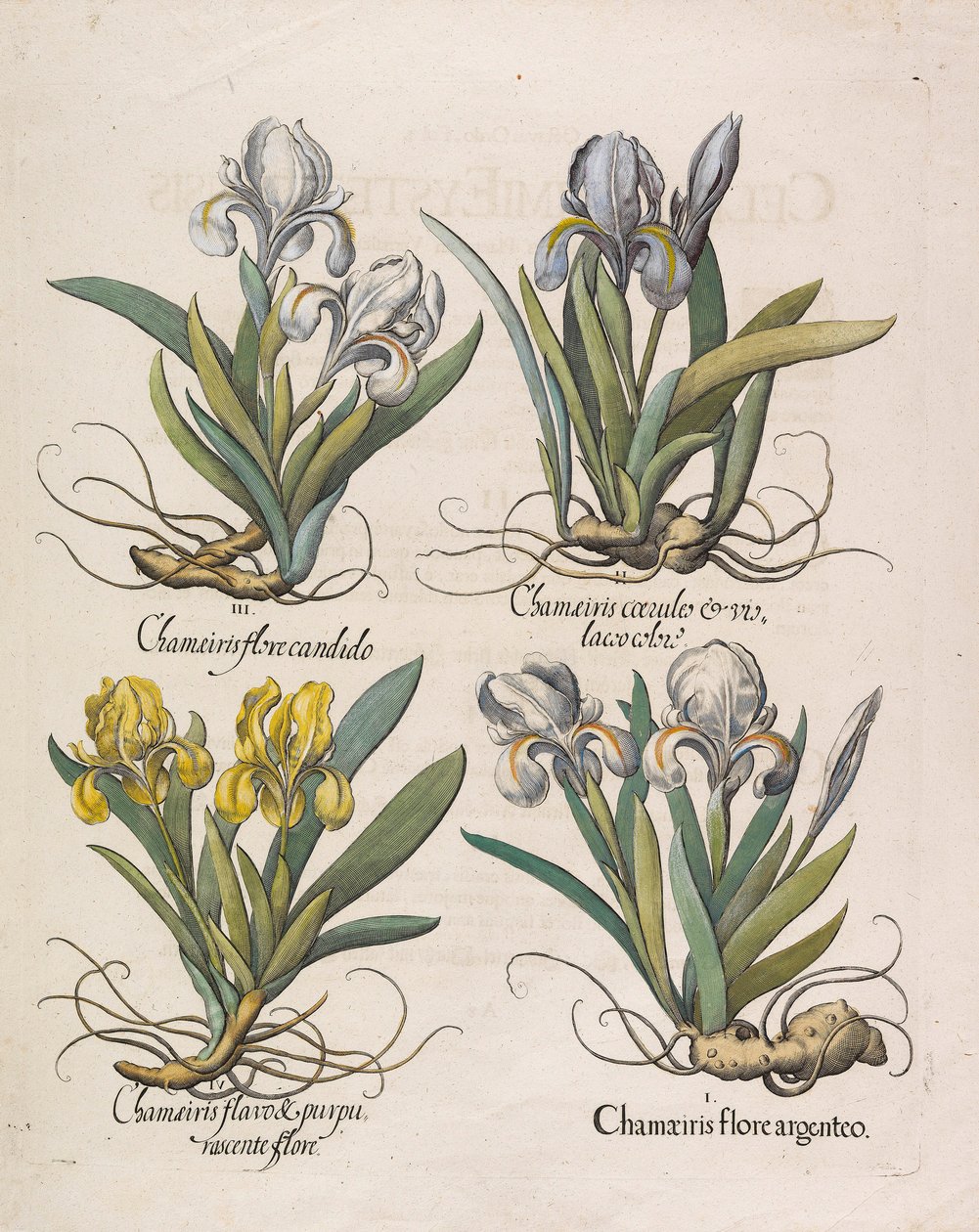 Chamaeiris flore, 1613 av Basilius Besler