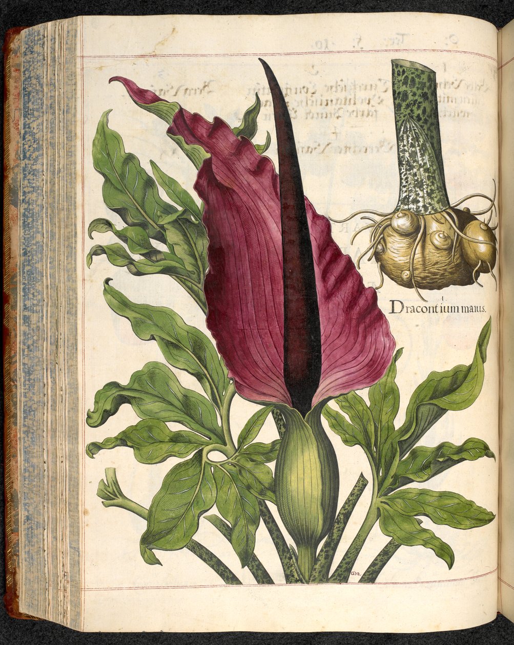 Dracontium Maius, fra Hortus Eystettensis, av Basilius Besler av Basilius Besler