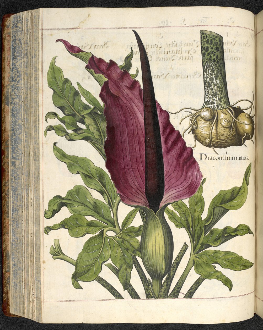 Dracontium Maius, illustrasjon fra 