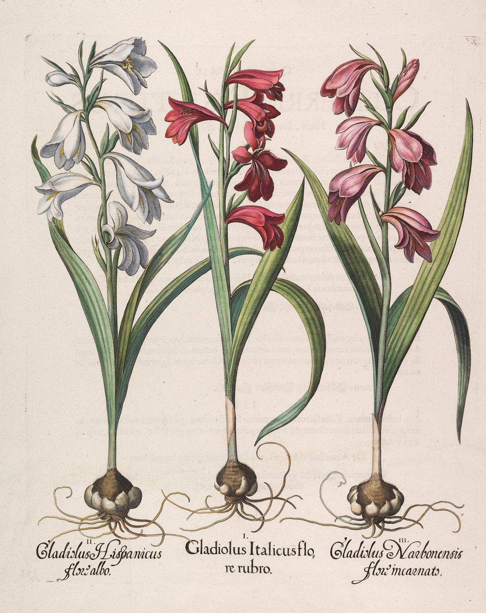 Gladiolus italicus rød blomst, 1613 av Basilius Besler