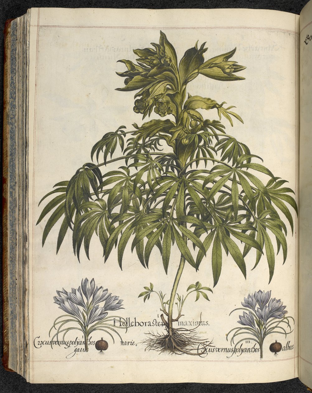 Helleborus, Illustrasjon fra 'Hortus Eystettensis, sive diligens et accurata omn', ca. 1613 (farget gravering) av Basilius Besler