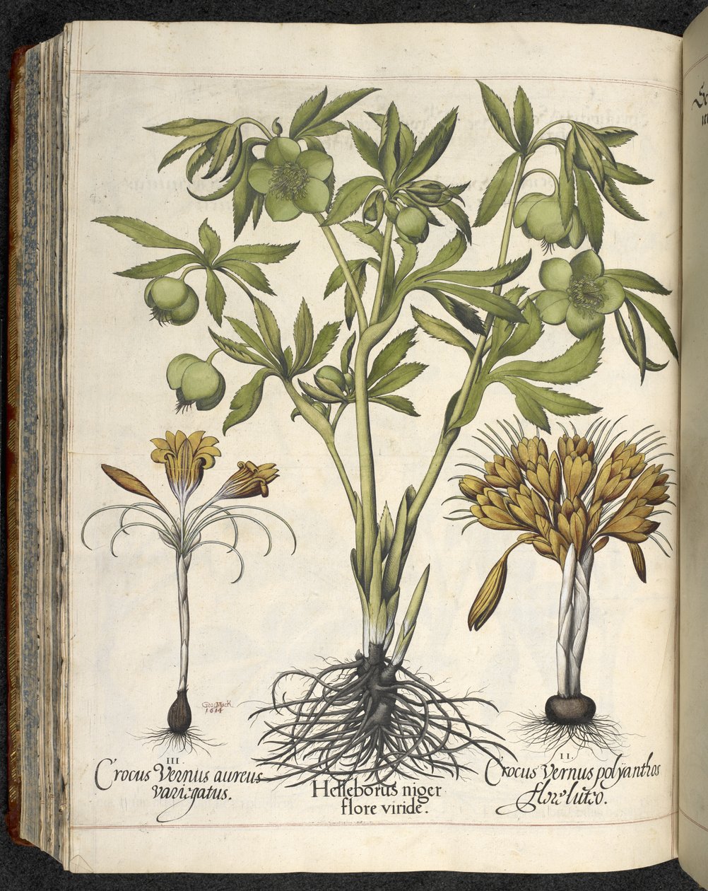 Helleborus niger, Illustrasjon fra 'Hortus Eystettensis, sive diligens et accurata omn', ca. 1613 (farget gravering) av Basilius Besler