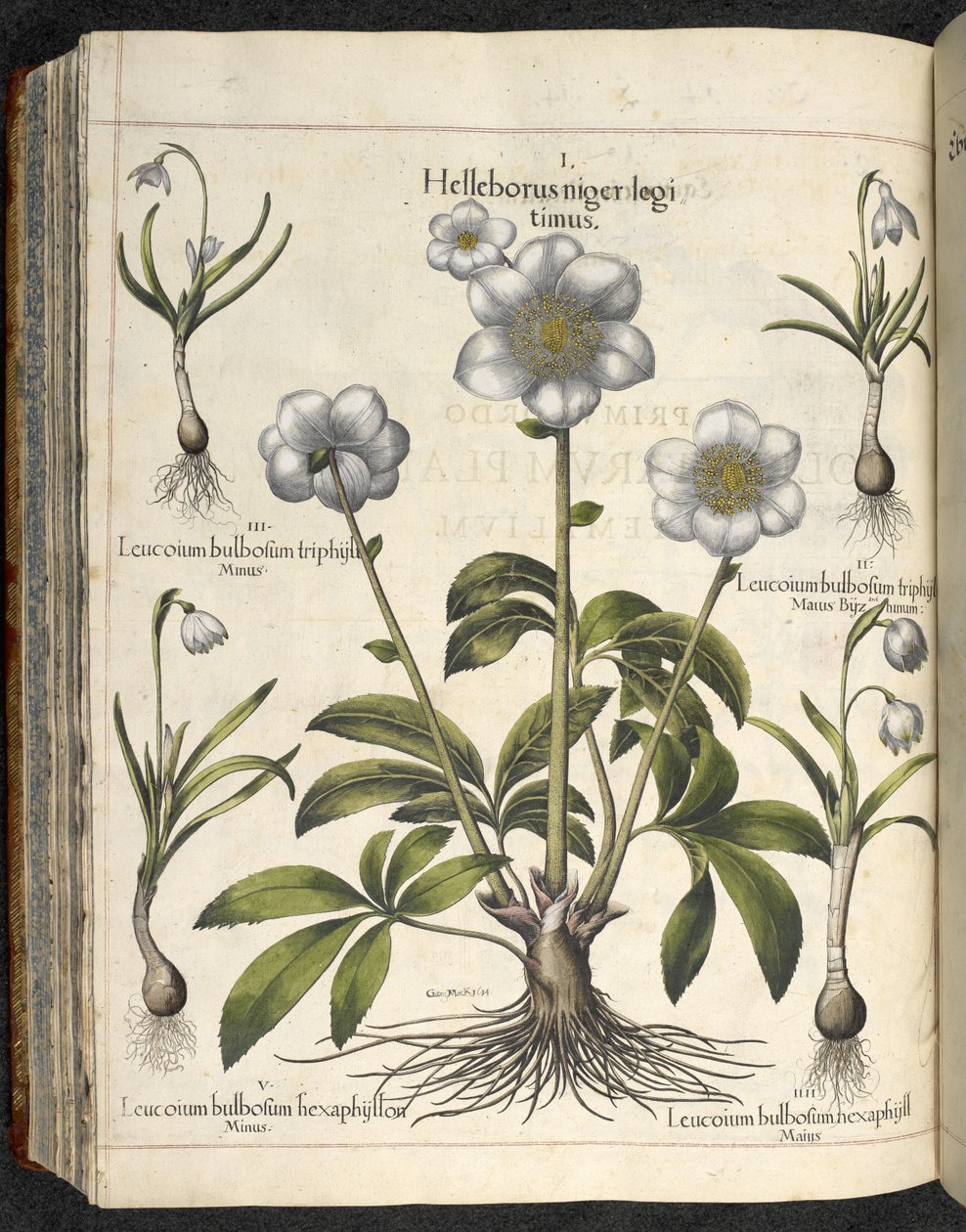 Helleborus niger, Illustrasjon fra 
